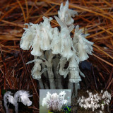 1 Professional Pack, 10 seeds / pack, Monotropa Uniflora Indian Pipe  Cheilotheca Humilis w/ White Flowers