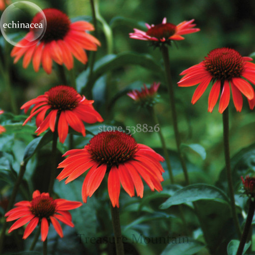 'Big Sky' Fire Red Echinacea Coneflower, 100 Seeds, a layer of fire red outer petals, a cluster of fire red center petals TS269T