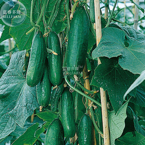 BELLFARM Dark Green Little Cucumber Hybrid F1 Seeds, 50 Seeds, edible raw female vegetable seeds E4275