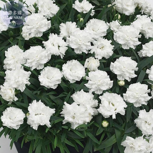 BELLFARM Dianthus 'White Cosmos' Pinks Perennial Flower Seeds, 200 seeds, professional pack, home garden flowers