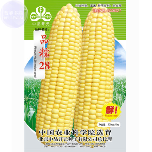 BELLFARM 'Pin Nuo 28' Bright Yellow Corn Hybrid High Yield, 200grams strong glutinous strong sweet fragrant maize soft sticky
