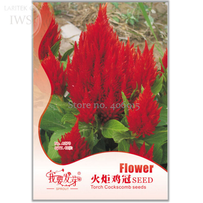 Big Red Beautiful Cockscomb Seeds, 40 seeds, balcony potted bonsai plant flower seeds for home garden IWSA270
