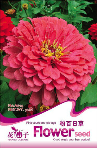 1 Original Pack, 50 seeds / pack, Pink Zinnia Elegans Common Zinnia Youth-and-Old-Age #A014