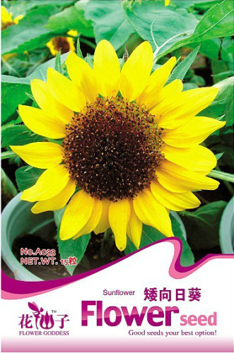 1 Original Pack, 15 seeds Bonsai Short Sunflower Seeds #A033