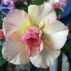 BELLFARM 'Young Baby' Double Desert Rose Adenium, 2 Seeds, yellow pink white petals with pink compact centre petals E3984