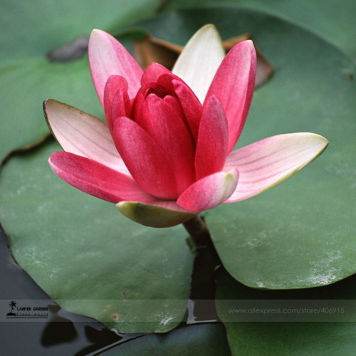 1 Professional Pack, 1 seed / pack, Red Night Water Lily Seeds Pond Plants #A00185