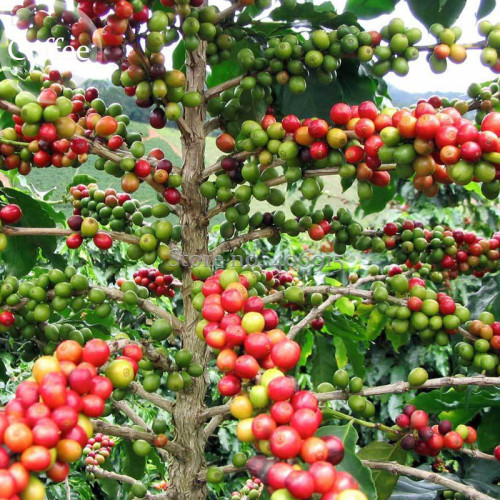 100% Genuine Heirloom Colorful Coffee Bean Plants, 10 Seeds, high medicinal value E3885