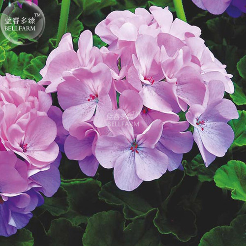 BELLFARM Geranium Light Lavender-pink Flowers Seeds, 10 seeds, professional pack, heat tolerance big blooms home garden