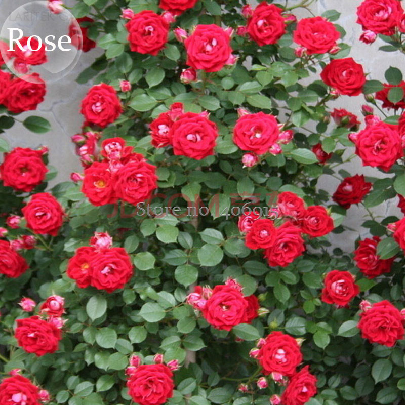 RareBrightRedClimbingRoseFlowersforyardgarden,50Seeds,fragrantattractivebutterflylightupyourgardenE3681