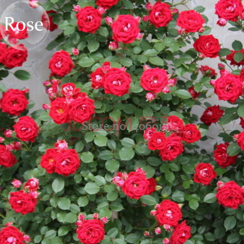 Rare Bright Red Climbing Rose Flowers for yard garden, 50 Seeds, fragrant attractive butterfly light up your garden E3681