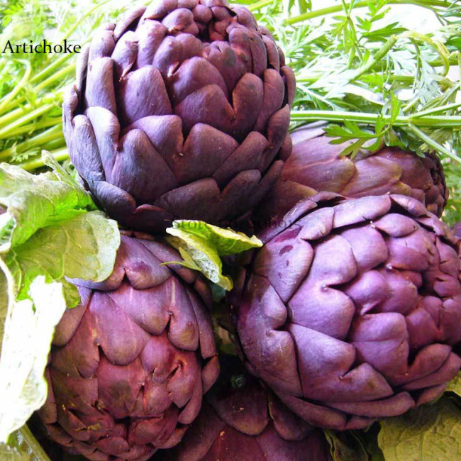 Heirloom Purple Headed Artichoke Organic Vegetables, 4 seeds, edible tasty globe artichoke E3834