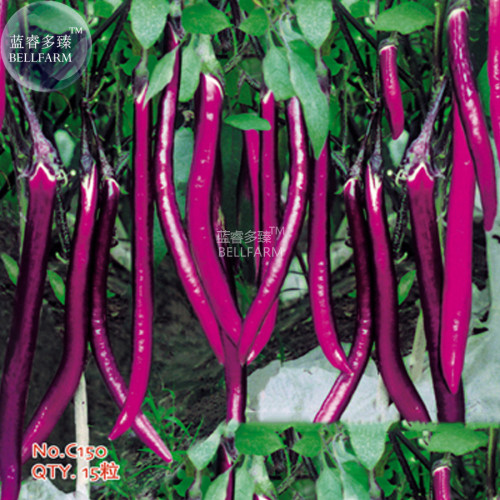BELLFARM Bright Purple Thin Long Eggplant Seeds, 15 seeds, original pack, Vigorous plants vegetables organic garden C150