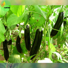Black Eggplant, Professional Pack, 200 Seeds, large organic long edible vegetables E3507