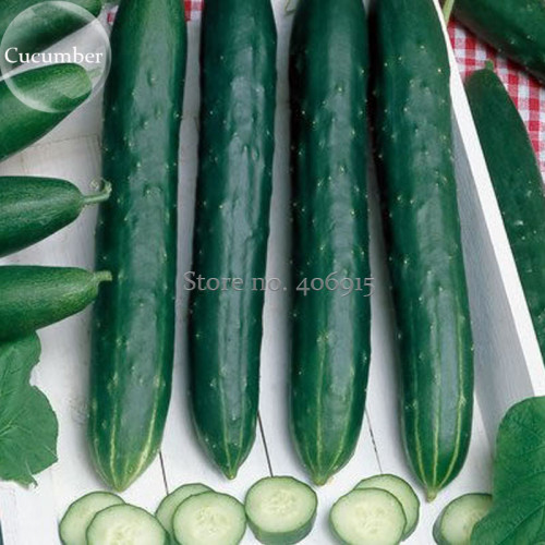 Early Spring Burpless Hybrid Cucumber, 50 seeds, a good choice for the space-saving garden E3922
