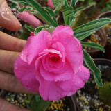 'Pretty Girl' Adenium Desert Rose, 2 Seeds, pink double petals big blooms E4009