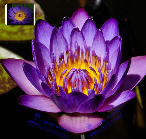 5 Professional Packs, 1 Seeds/pack, Purple Nymphaea Caerulea Asian Water Lily Pad Flower Pond Seeds# LT643