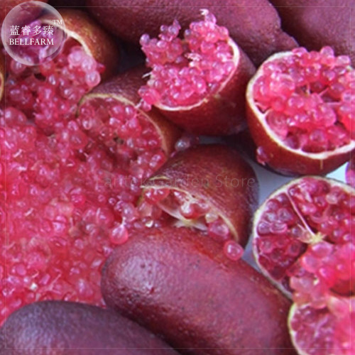 Imported Rose Red Finger Lime Pomegrante Plant seeds, 10 seeds, professional pack, a must for garden rare plant E4124