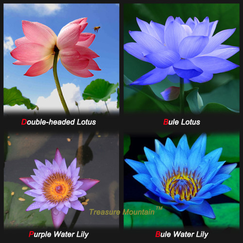 Lotus Seeds - Four Color Blue Purple Red Dark Blue, 4 Pack Each Pack 10 Seeds Total 40 Flowers Seeds #NF186