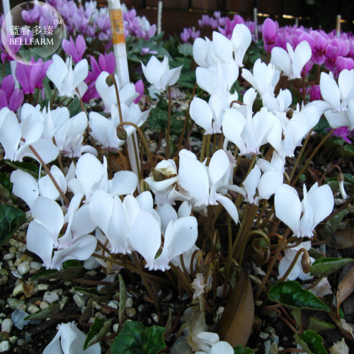 Cyclamen Hederifolium White Flower Seeds, professional pack, 6 Seeds, bonsai flowers TS310T