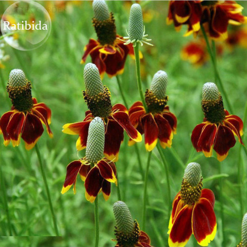 Mexican Hat Ratibida Echinacea Purpurea Cornflowers, 20 seeds, ornamental perennial flowers E3783