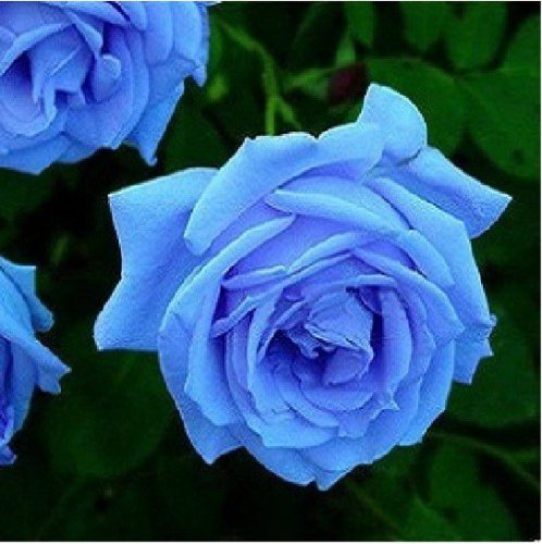 1 Professional Pack, 400 seeds / pack, New Fresh Blue Rose Shrub Flowers Seeds for Home Garden #A00200
