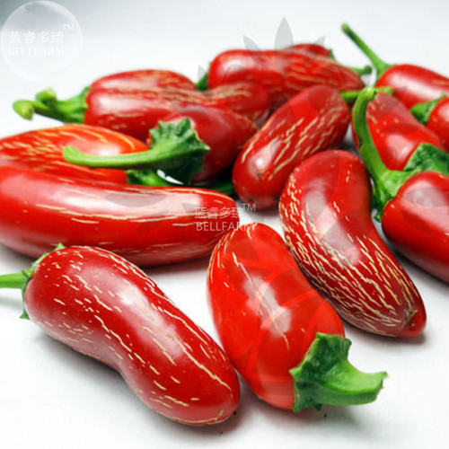 BELLFARM Chilli Red Jalapeno Chili Hot Pepper Seeds, 20 seeds, professional pack, small organic vegetables edible
