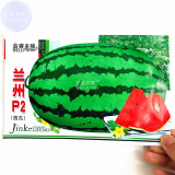 BELLFARM Lanzhou P2 Big Green Watermelon Seeds, 70 Seeds, Original Pack, juicy 12% sugar contained OJK020Y