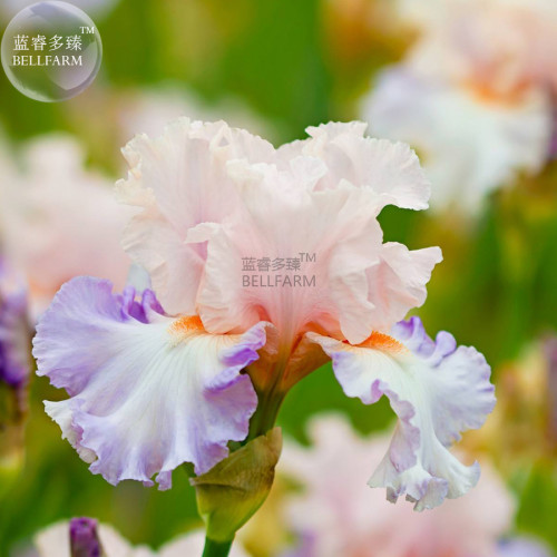 BELLFARM Light Pink & Light Pink Iris tectorum Flower Seeds, 20 Seeds, professional pack, big bloom garden perennial home flower