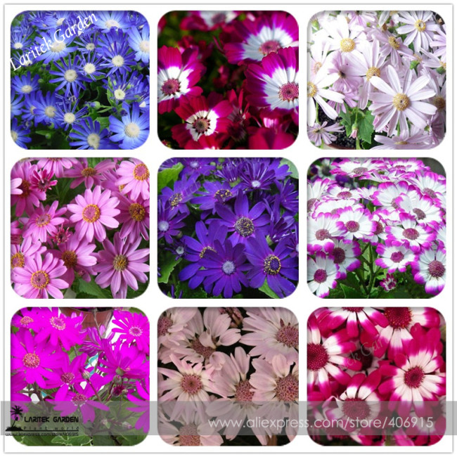 Mixed 9 Colors Florist's Cineraria Seeds 50+ Blue Red Pink Purple White Flowers 100% True Colors