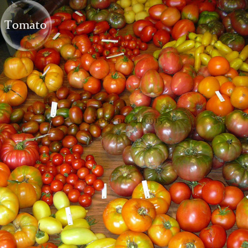 Mixed 27 Types of Different Tomato Family, 100 seeds, mini small middle large giant organic heirloom tomato Fruits E3826