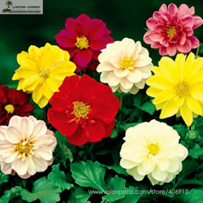 Mixed 9 Colors Dwarf Dahlia Flower Seeds 30+ Red Yellow Orange Pink Dark Red etc Mixed