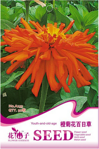 Orange Zinnia Elegans Youth-and-old-age Annual Flowering Plant Seeds, Original Pack, 50 Seeds / Pack, Best Cut Flowers A233