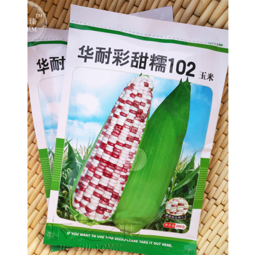 BELLFARM Corn Colorful Sweet Glutinous Corn Seeds, 200 grams, original pack, chequered with purple and white high yield