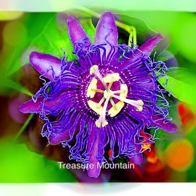 Rare Guangdong Purple Passion Flower 'Hankins' Organic Seeds, Professional Pack, 20 Seeds / Pack, Beautiful Climbing Flowers