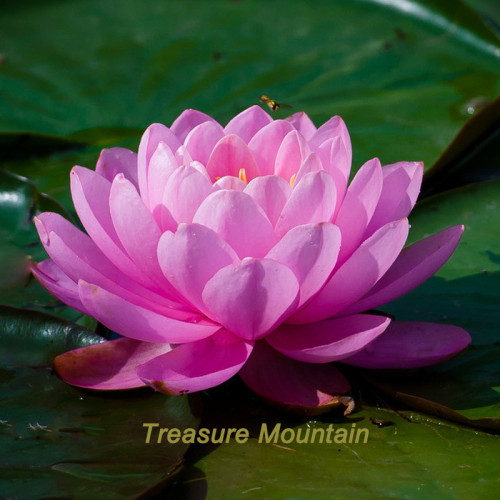 1 Professional Pack, 1 seeds / pack, Attractting Bee Pink Huge Nelumbo Nucifera Lotus Flower Pond Plant #NF328