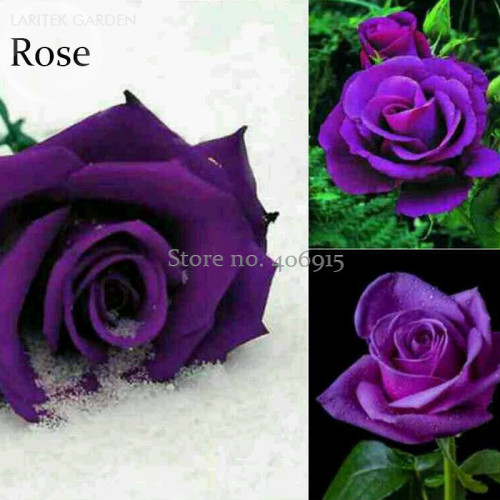 Rare 'Spring Sunshine' Purple Rose Flowers, 50 Seeds, new style fragrant attractive butterfly light up your garden E3663