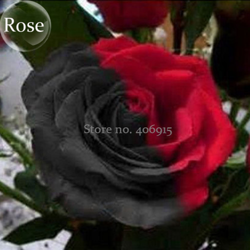 Rare Beautiful Black Red Rose Shrub Flowers, 50 Seeds, strange and beautiful attractive butterfly light up your garden E3644