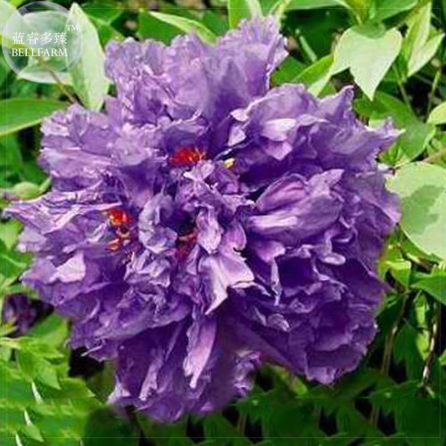 'Zixiaxianzi' Purple Peony Seeds, 5 seeds, professional pack, a must for loving big flowers E4116