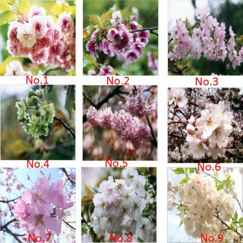 9 Colors Cherry Blossom Flower Seeds, Oriental Cherry Sakura Seeds