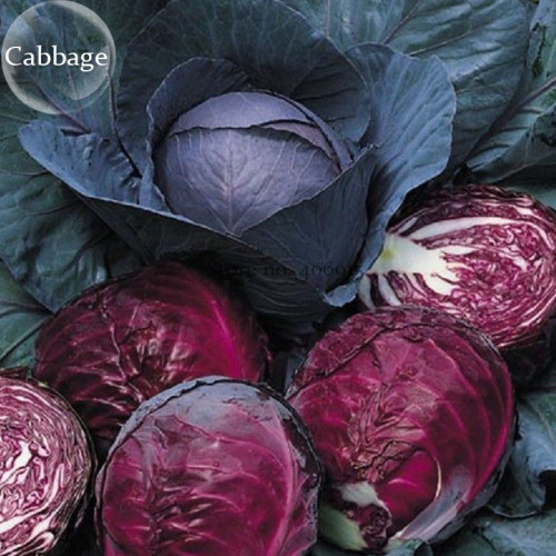 Red Drumhead Cabbage Organic Vegetables, 100 seeds, salad cabbage E3782