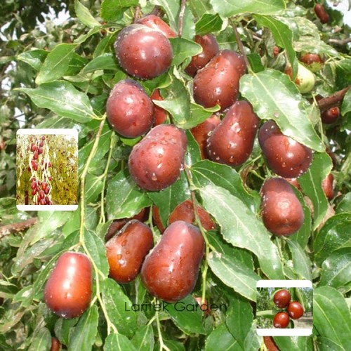 1 Professional Pack, 20 seeds /pack, Ziziphus mauritiana Fruit Tree Seeds Chinese Red Date Jujube #B00001
