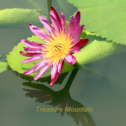 1 Professional Pack, 1 seeds / pack, AU Pink Water Lily Nymphaea Flower Seed #NF326