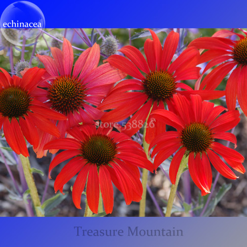 Rare 'Sprite' Fire Red Echinacea, 100 Seeds, big petals with small heart coneflowers TS255T
