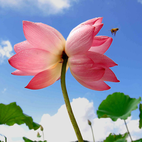 1 Professional Pack, 40 Seeds / Pack,  Nelumbo Nucifera Lotus Double-Headed Water Lily Flower Seeds #NF157