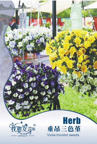 Heirloom Hanging Pansy Mixed White Yellow Purple Bonsai Seeds, Original Pack, 20 Seeds / Pack, Indoor Balcony Best Choice #NF868