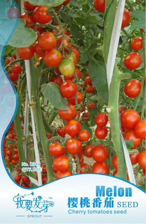 1 Original Pack, 10 seeds / pack, Red Cherry Tomato Seeds #NF252