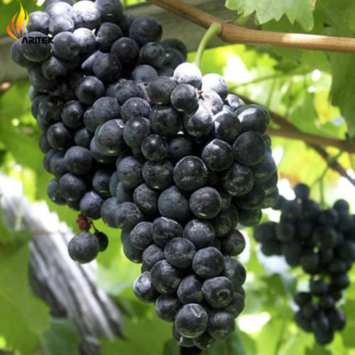Heirloom 'Little Bee' Black Grape Fruit, 15 Seeds, juicy tasty sweet fruit E3539