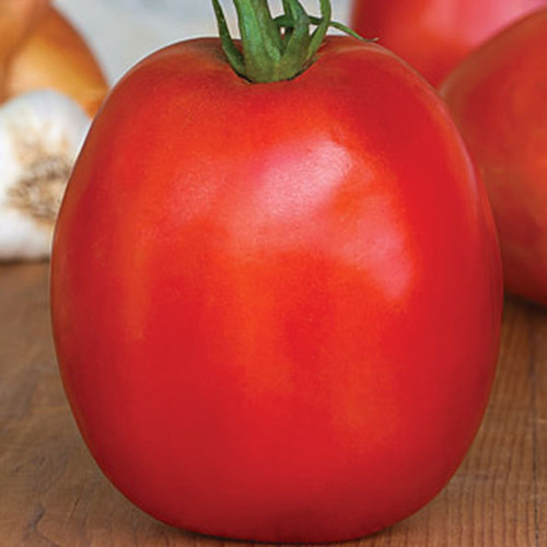 Tomato SuperSauce Hybrid Seeds 100pcs the World's Largest Sauce Tomato