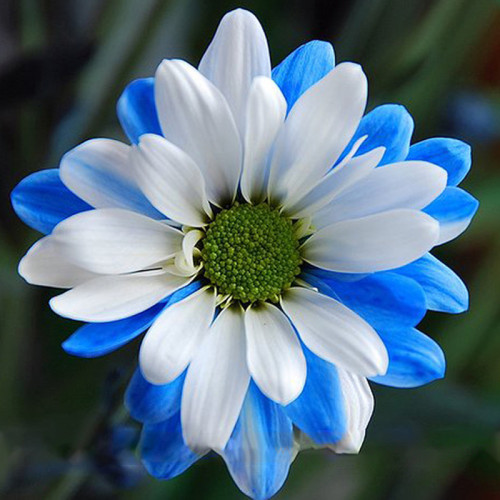 Rare Ballad of Dueana Chrysanthemum Flowers 50 Seeds White Blue Flowers Perennial