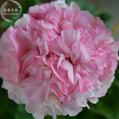 Geranium Japanese Sakura White & Light Pink Big Blooms Flower 10 seeds